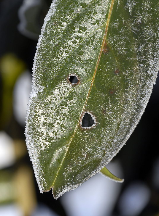 Winter BlattWinter _DDC8920 Kopie.jpg